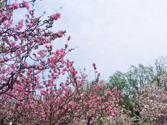 -海棠花溪(元大都城垣遗址公园)