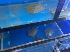 -7890+霸王甲·甲鱼爱尚蛙(坪洲店)