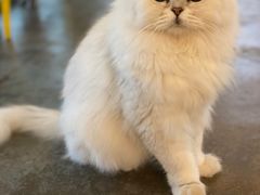 -喵屿·大理花园猫咖