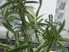 -新湖明珠城