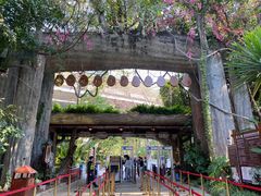-西双版纳原始森林公园