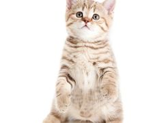 -海湾壹品·粤菜·早茶·烤鸭(拱北店)