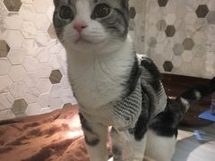 -宠爱国际动物医院·消化内科·心肾内科·ISFM猫友好(望京店)