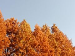 -桃花岛公园