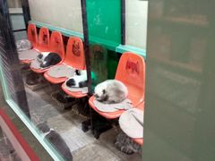 -猫咪博物馆(顶澳仔猫街店)