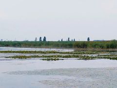 -白洋淀风景区