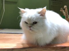 -猫亿天猫咖