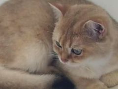 -飞行喵MR PILOT|猫舍·猫咖(静安大融城店)