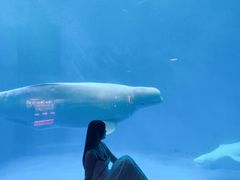 -海合安成都极地海洋公园