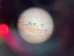 -盐城丹顶鹤湿地生态旅游区