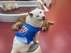 -和它·交个朋友·狗咖猫咖(爱琴海店)