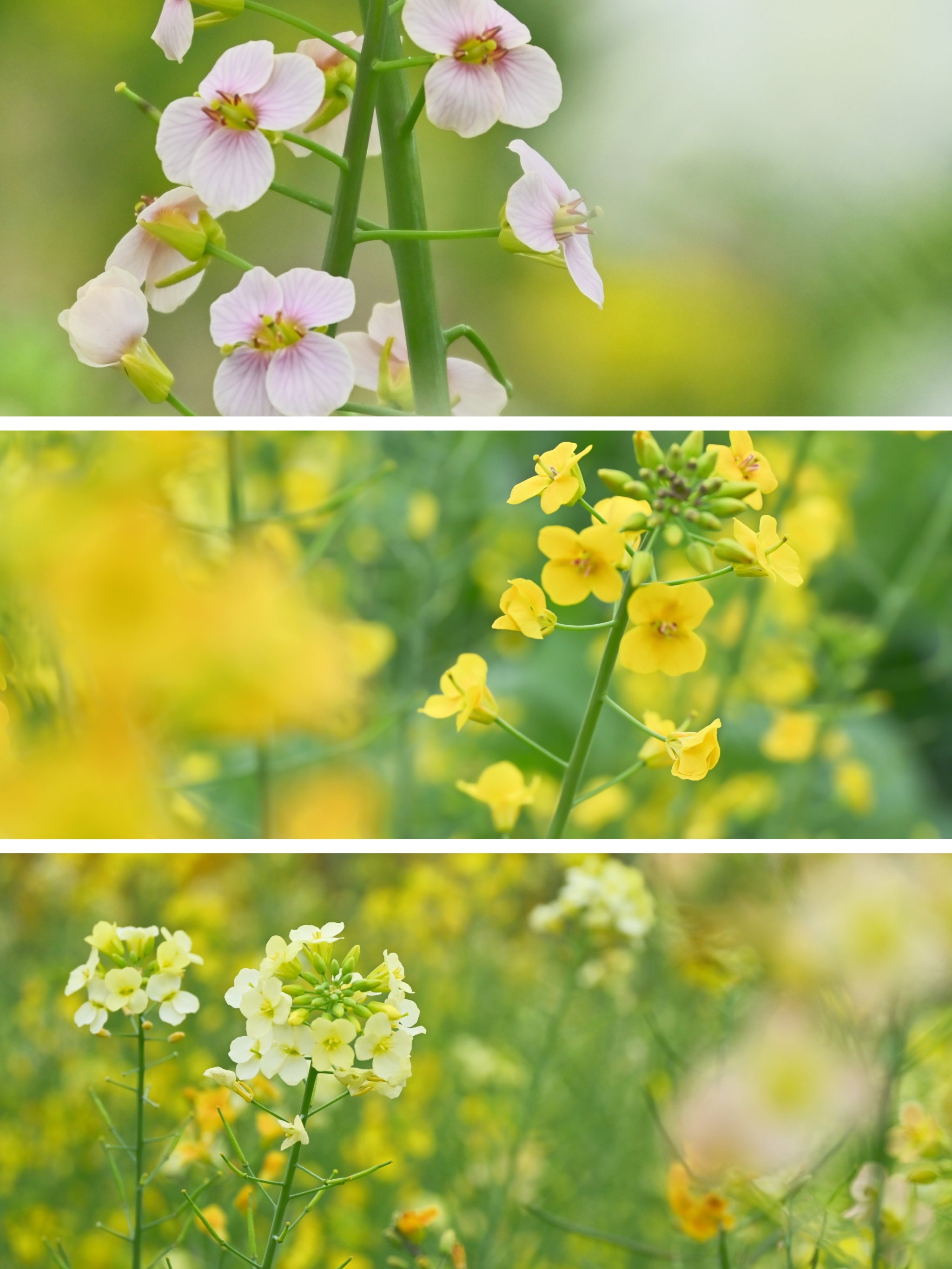 巴滨路油菜花具体位置图片