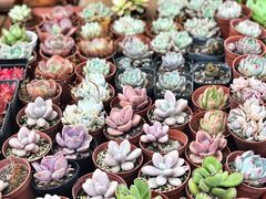 -秦美花卉(天朗·莱茵小城2期店)