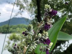 -浙江西子宾馆·瑶园咖啡厅