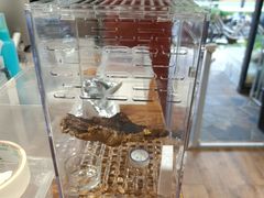 -酷以爬仙阁实体爬宠店·守宫·蜥蜴·专业繁育