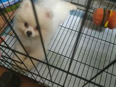 -PETKIT小佩宠物(古北店)