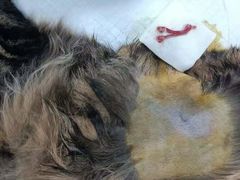 -荔康动物医院(康王北路店)