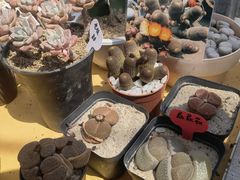 -海上花岛玫瑰园采摘