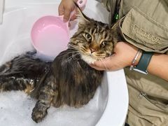 -老吴的猫·猫舍(新区店)