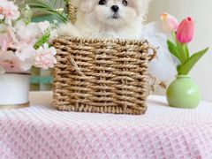 -萌宠之家·腊肠犬·马尔泰·小体犬舍