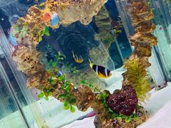 -太平洋海底世界