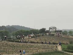 -大塘金香草谷