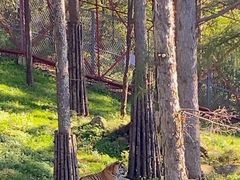 -横道河子东北虎林园
