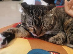 -平行世界·猫咖(首经贸店)