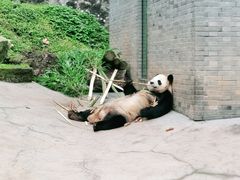 -都江堰中华大熊猫苑