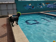 -趣玩宠物乐园寄养训犬训狗游泳池