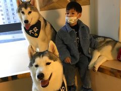 -Husky Go! 哈士奇体验馆·宠物咖啡厅狗咖
