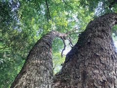 -石台牯牛降景区