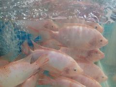 -小海豚•老字号海鲜餐厅(天涯店)