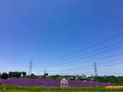 -紫颐香薰山谷景区