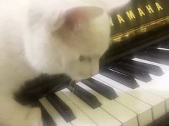 -梅纳·钢琴声乐架子鼓Mena Music(双井店)