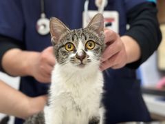 -艾贝尔宠物医院·24H转诊中心·肿瘤猫专科(江宁双龙店)