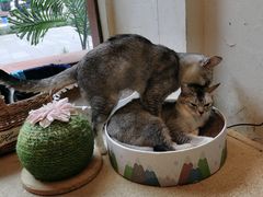 -猫友咖啡店(玉林西路店)