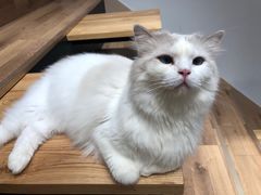 -瞄一喵猫咖(格力海岸店)