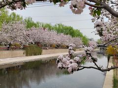 -海棠花溪(元大都城垣遗址公园)