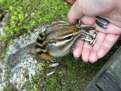 -五营红松林海景区