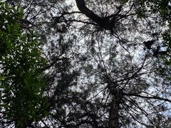 -铁山坪森林公园
