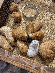 -酷嗒动物文化乐园(cutezoo西溪乐天城店)