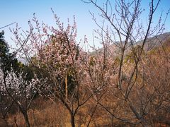 -北京西山国家森林公园