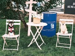 -趣玩宠物乐园寄养训犬训狗游泳池