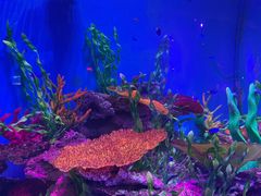 -石家庄极地海洋世界