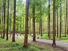 -黄海国家森林公园