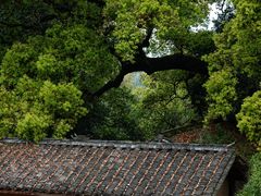 -杨家堂村