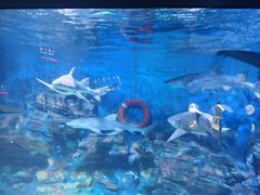 -烟台海昌鲸鲨海洋公园