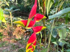 -中国科学院西双版纳热带植物园