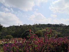 -南国桃园旅游度假区